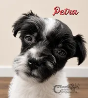 Petra (charting 9-11lbs grown), a female Miniature Schnauzer for sale in Park Hill, OK – 3 of 4