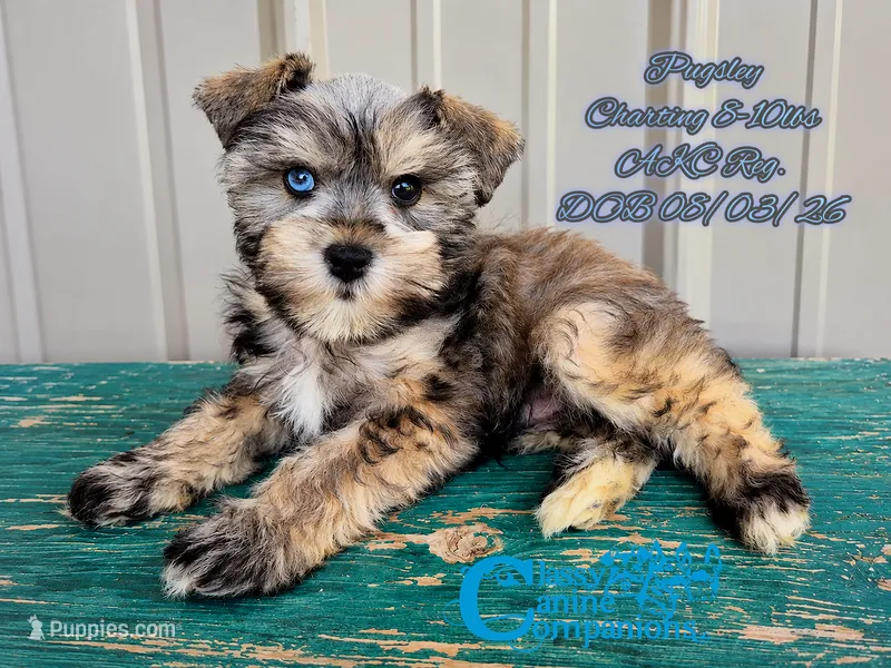Pugsley – Miniature Schnauzer puppy for sale in Park Hill, OK