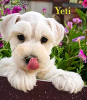 Yeti (AKC), a male Miniature Schnauzer for sale in Park Hill, OK – 2 of 4