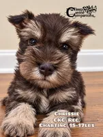 Chrissie , a female Miniature Schnauzer for sale in Park Hill, OK – 3 of 3