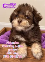 Natasha, a female Miniature Schnauzer for sale in Park Hill, OK – 2 of 4