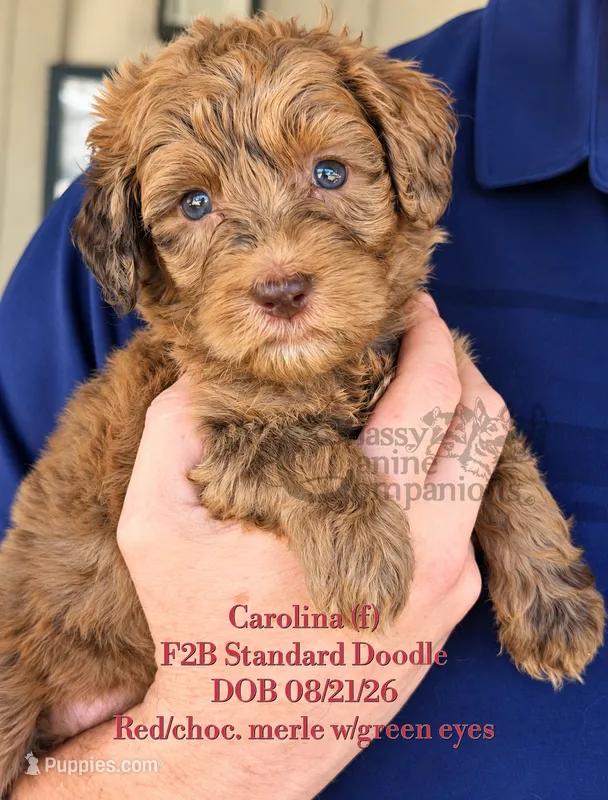 Carolina F2B Doodle – Aussiedoodle puppy for sale in Park Hill, OK