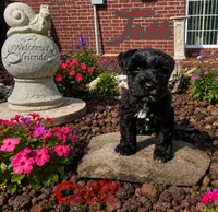 Jett (AKC), a male Miniature Schnauzer for sale in Park Hill, OK – 3 of 4