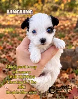 Lingling (blue eyes) t-cup, a female Miniature Schnauzer for sale in Park Hill, OK – 2 of 3
