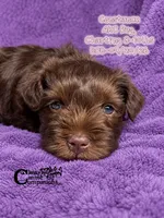 Constance, a female Miniature Schnauzer for sale in Park Hill, OK – 3 of 3