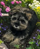 King (AKC) salt/pepper charting 10-12lbs grown, a male Miniature Schnauzer for sale in Park Hill, OK – 2 of 3