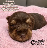 Crissie (charting 15-17lbs grown) CKC Reg, a female Miniature Schnauzer for sale in Park Hill, OK – 3 of 3