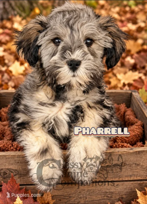 Pharrell (charting 7-9lbs grown) – Miniature Schnauzer puppy for sale in Park Hill, OK