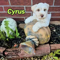 Cyrus (AKC), a male Miniature Schnauzer for sale in Park Hill, OK – 7 of 7