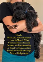 Charlie, a male Miniature Schnauzer for sale in Park Hill, OK – 2 of 2