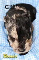 Mosaic, a male Miniature Schnauzer for sale in Park Hill, OK – 2 of 2