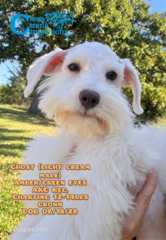 Ghost – Miniature Schnauzer puppy for sale in Park Hill, OK