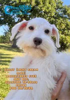 Ghost, a male Miniature Schnauzer for sale in Park Hill, OK – 1 of 3