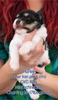 Hurley CKC Reg. , a male Miniature Schnauzer for sale in Park Hill, OK – 2 of 2
