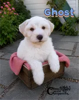 Ghost (AKC), a male Miniature Schnauzer for sale in Park Hill, OK – 4 of 5