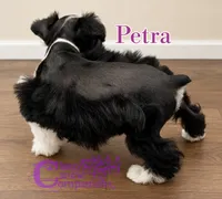 Petra (charting 9-11lbs grown), a female Miniature Schnauzer for sale in Park Hill, OK – 4 of 4