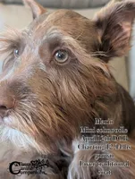 Mario, a male Schnoodle for sale in Park Hill, OK – 2 of 4