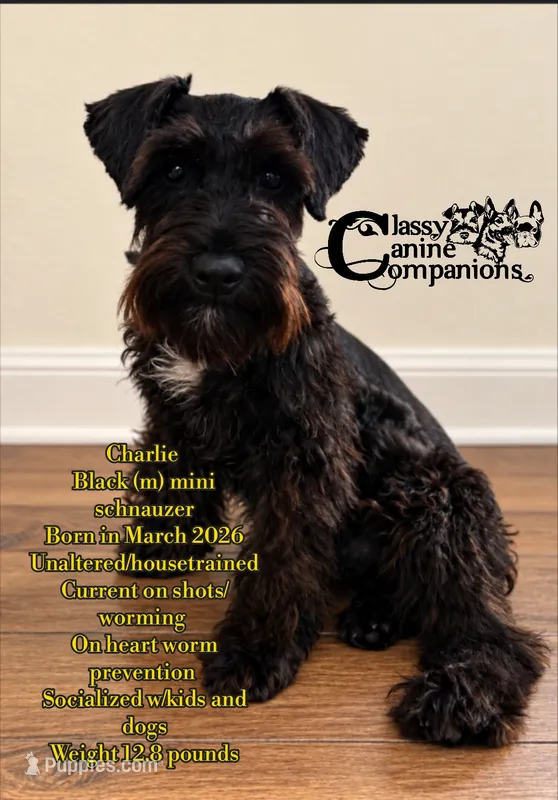 Charlie – Miniature Schnauzer puppy for sale in Park Hill, OK