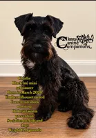 Charlie, a male Miniature Schnauzer for sale in Park Hill, OK – 1 of 2