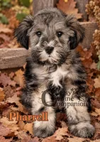 Pharrell , a male Miniature Schnauzer for sale in Park Hill, OK – 4 of 4