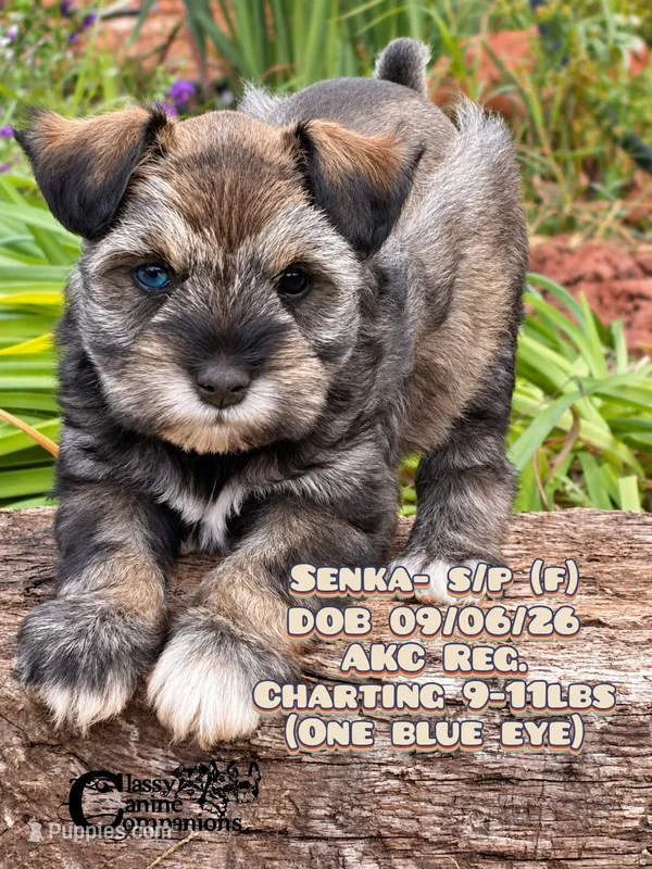 Senka – Miniature Schnauzer puppy for sale in Park Hill, OK