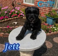 Jett (AKC), a male Miniature Schnauzer for sale in Park Hill, OK – 2 of 4