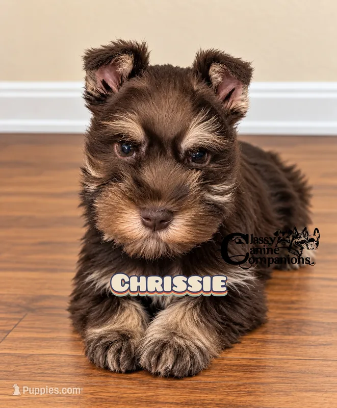 Chrissie  – Miniature Schnauzer puppy for sale in Park Hill, OK