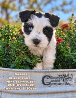 Narnia, a female Miniature Schnauzer for sale in Park Hill, OK – 1 of 2