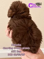 Natasha, a female Miniature Schnauzer for sale in Park Hill, OK – 3 of 4