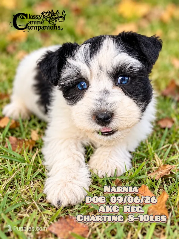 Narnia – Miniature Schnauzer puppy for sale in Park Hill, OK