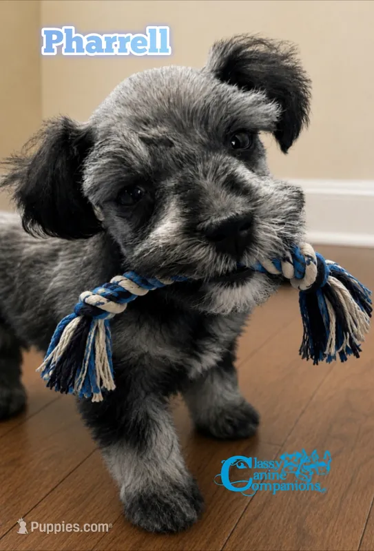 Pharrell (charting 6-7lbs grown) – Miniature Schnauzer puppy for sale in Park Hill, OK