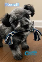 Pharrell (charting 6-7lbs grown), a male Miniature Schnauzer for sale in Park Hill, OK – 1 of 4