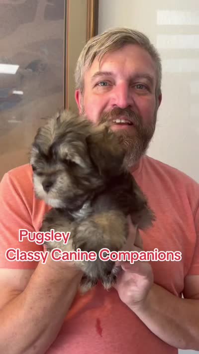 Pugsley, a male Miniature Schnauzer for sale in Park Hill, OK – 4 of 4