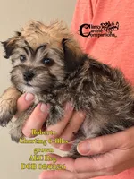 Roberto, a male Miniature Schnauzer for sale in Park Hill, OK – 3 of 4