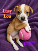 Lucy Lou, a female Chihuahua for sale in Park Hill, OK – 2 of 2