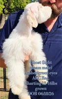 Ghost, a male Miniature Schnauzer for sale in Park Hill, OK – 3 of 3