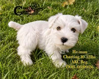 He-man, a male Miniature Schnauzer for sale in Park Hill, OK – 5 of 5