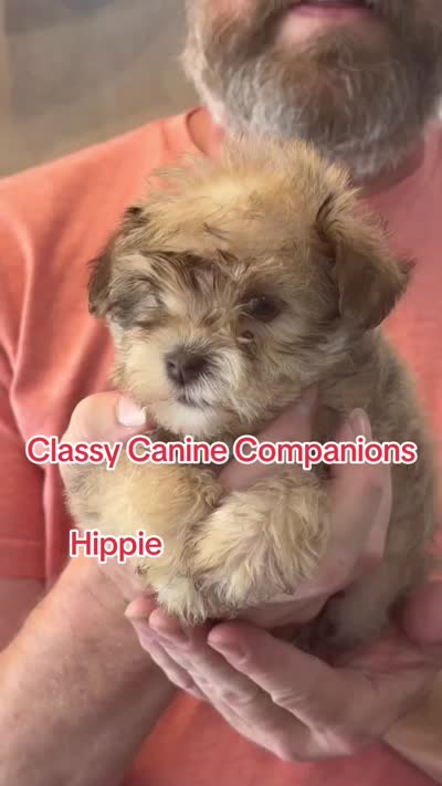 Hippie, a male Miniature Schnauzer for sale in Park Hill, OK – 4 of 4
