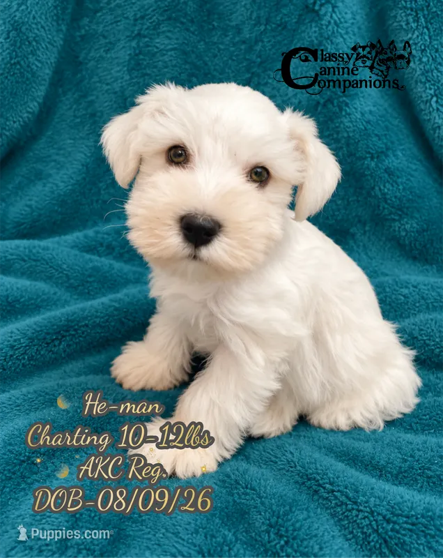 He-man – Miniature Schnauzer puppy for sale in Park Hill, OK