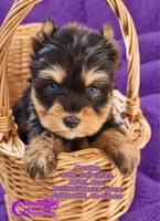 Marina, a female Miniature Schnauzer for sale in Park Hill, OK – 3 of 3