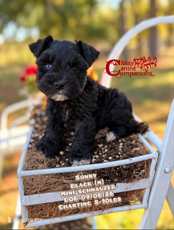 Sonny – Miniature Schnauzer puppy for sale in Park Hill, OK