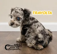Travolta blue eyes (charting 9-11lbs grown), a male Miniature Schnauzer for sale in Park Hill, OK – 2 of 4