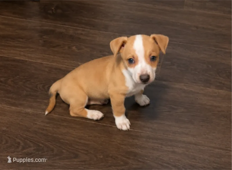 Lucy Lou – Chihuahua puppy for sale in Park Hill, OK