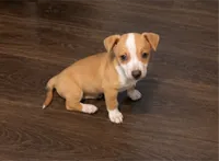 Lucy Lou, a female Chihuahua for sale in Park Hill, OK – 1 of 2