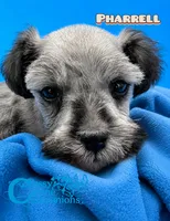 Pharrell (charting 6-7lbs grown), a male Miniature Schnauzer for sale in Park Hill, OK – 4 of 4