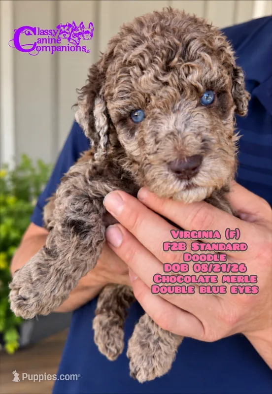 Virginia- F2B Doodle – Aussiedoodle puppy for sale in Park Hill, OK