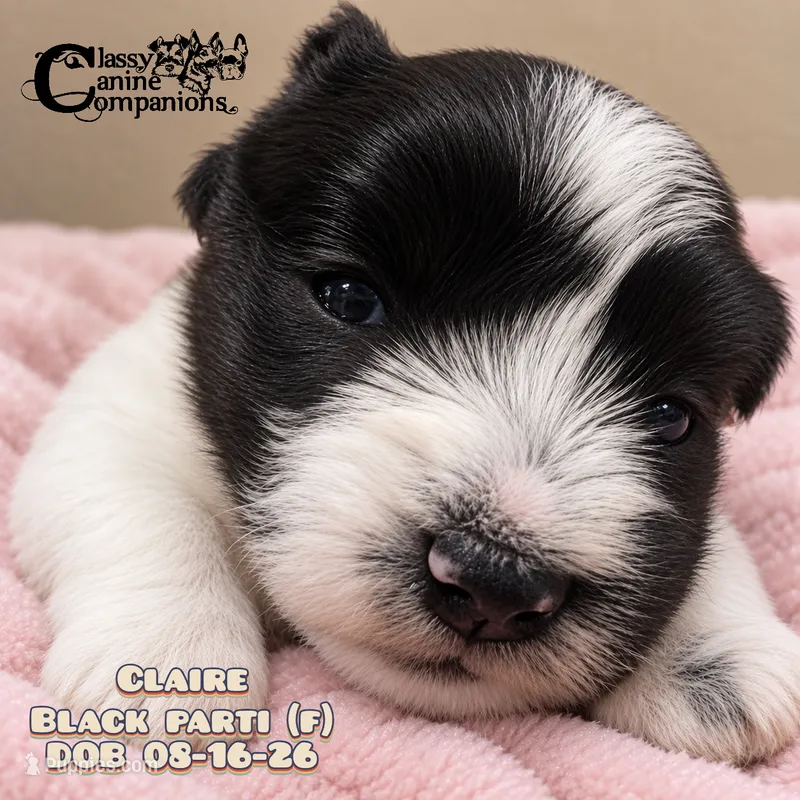 Claire (CKC Reg) Charting 15-17lbs grown – Miniature Schnauzer puppy for sale in Park Hill, OK