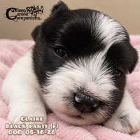 Claire (CKC Reg) Charting 15-17lbs grown, a female Miniature Schnauzer for sale in Park Hill, OK – 1 of 3