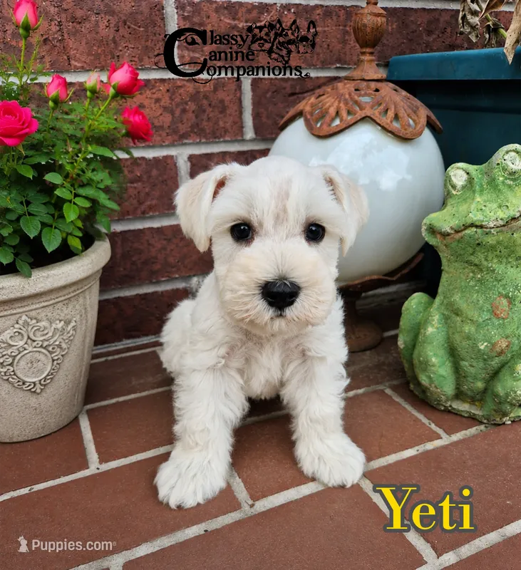 Yeti (AKC) – Miniature Schnauzer puppy for sale in Park Hill, OK