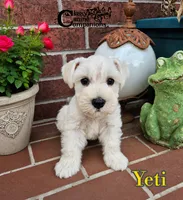 Yeti (AKC), a male Miniature Schnauzer for sale in Park Hill, OK – 1 of 4